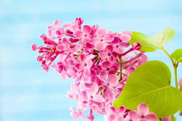 Zweig mit fliederfarbenen Blüten. — Stockfoto