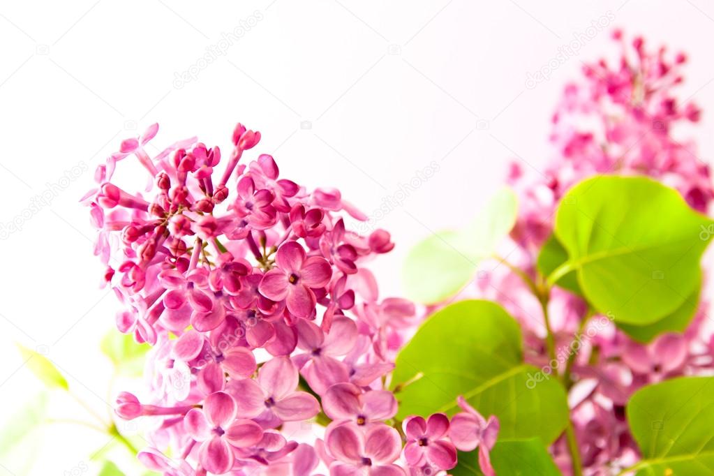 Branch with spring lilac flowers.