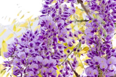 Wwisteria