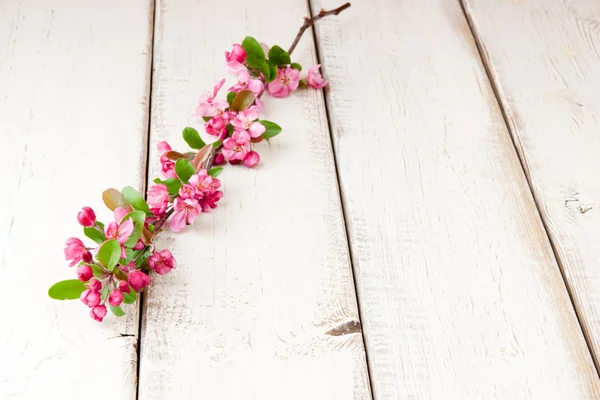 Brindille de pommier aux fleurs — Photo