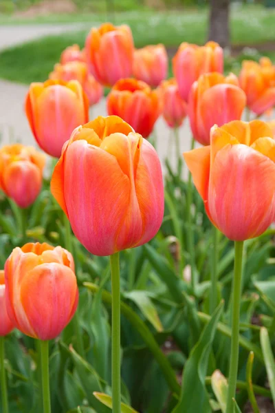 Hermosos tulipanes rojos naranjas . —  Fotos de Stock