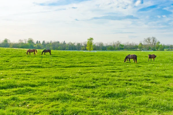 Hästar på jordbruksmark — Stockfoto