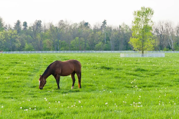 Άλογα σε γεωργικές εκτάσεις — Φωτογραφία Αρχείου