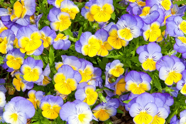 Pansies. — Fotografia de Stock