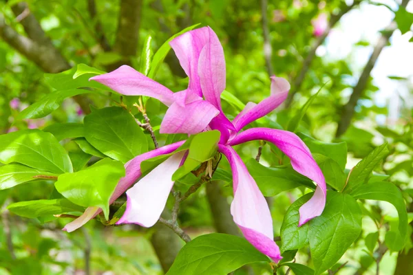 Roze magnolia — Stockfoto