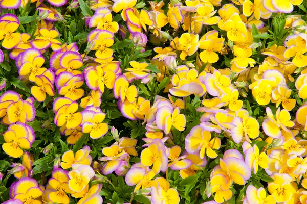 Pansies. — Fotografia de Stock