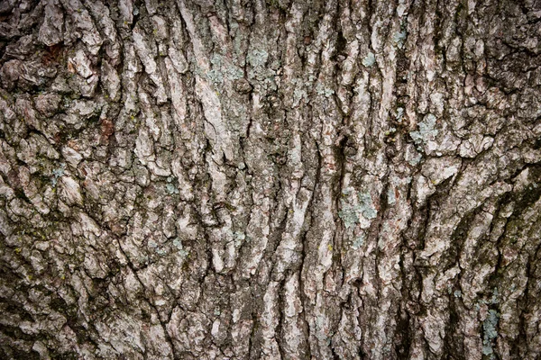 Meşe ağacının kabuğu arka plan — Stok fotoğraf