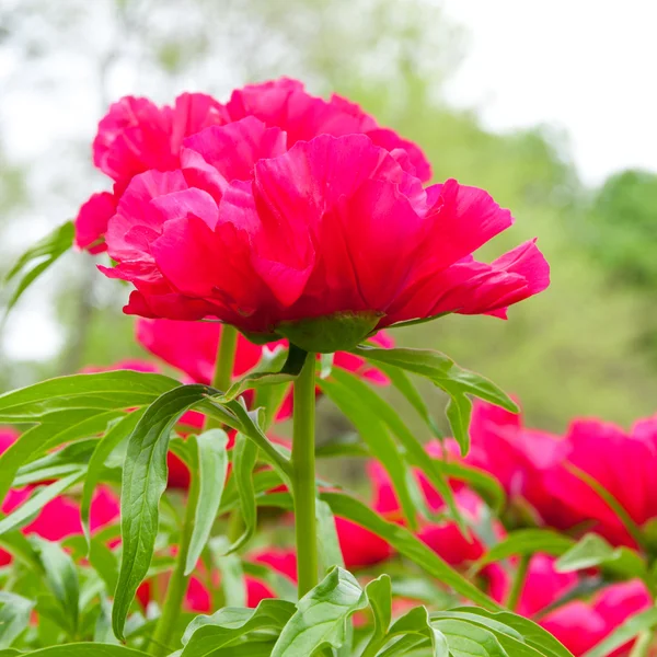 Pion blommor trädgård. — Stockfoto