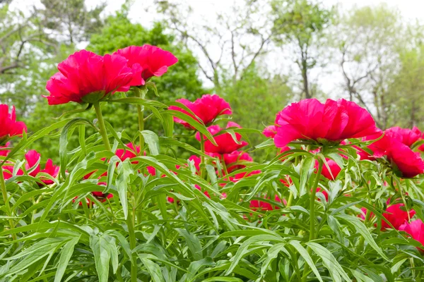 Jardín de flores de peonía . —  Fotos de Stock