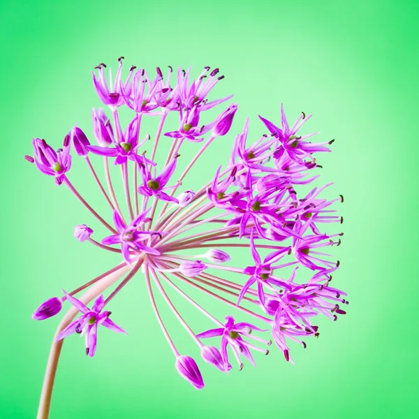 Декоративный цветок алюминия на абстрактном ярком фоне — стоковое фото