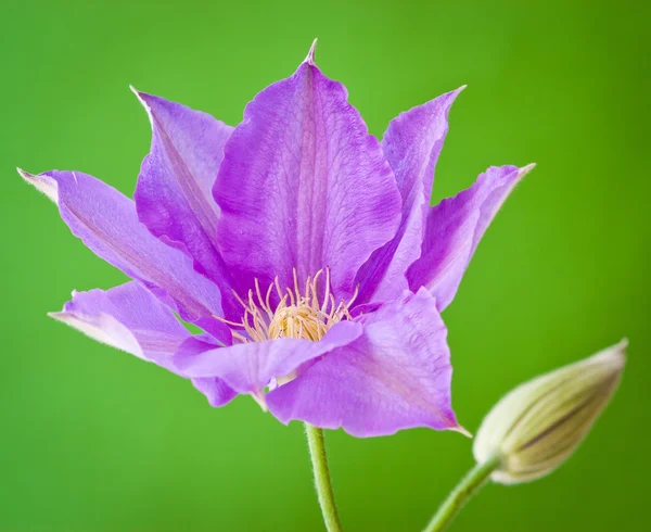 緑色の背景でのクレマチスの花. — ストック写真