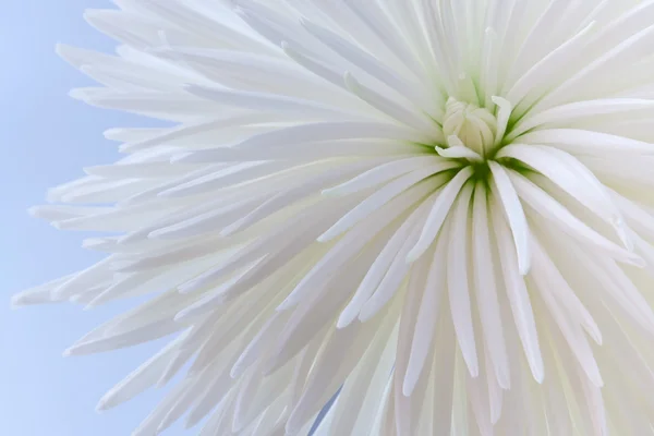 Chrysanthèmes fleur gros plan fond . — Photo