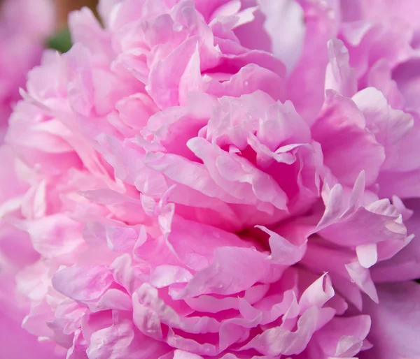 Peonía rosa esponjosa . —  Fotos de Stock