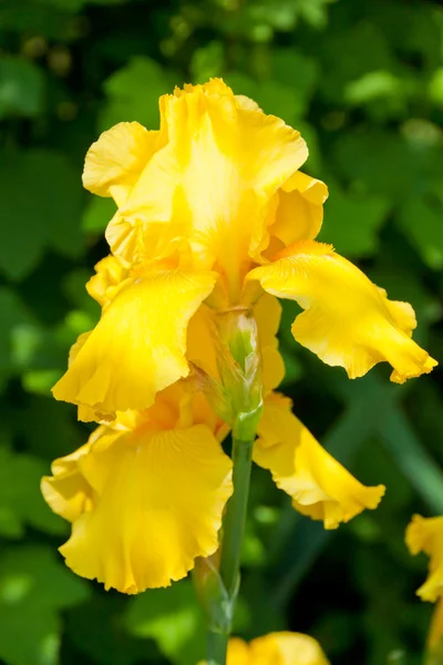 Yellow iris blossoming in a garden — Stock Photo, Image