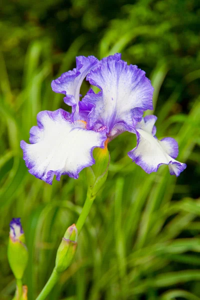 Iris bleus et blancs fleurissant dans un jardin . — Photo
