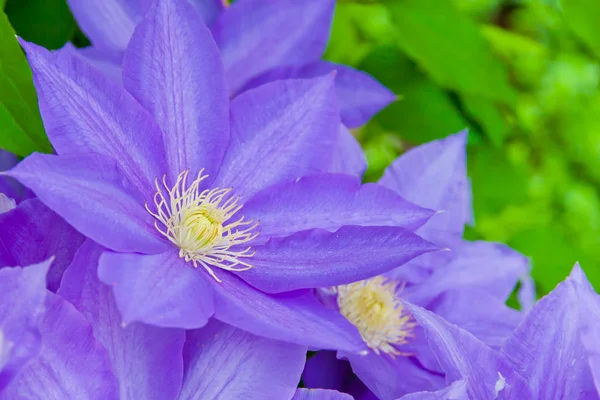 Clematis blommor — Stockfoto