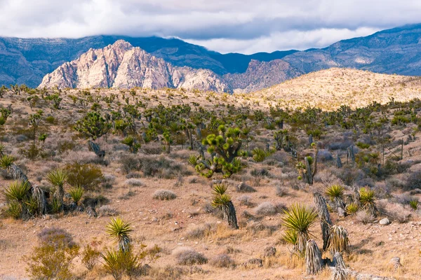 Paisaje del desierto — Foto de Stock