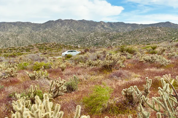 Woestijn wilde bloemen en cactus in bloei in anza-borrego desert. c — Stockfoto