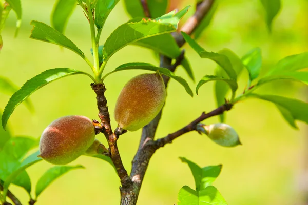 Perziken vruchten op lente — Stockfoto