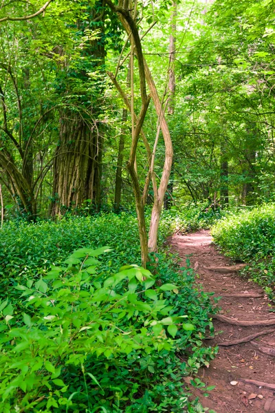 Fußweg im sommergrünen Wald — Stockfoto