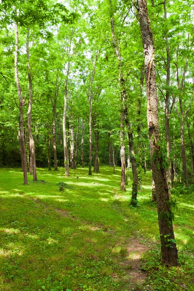 Καταπράσινο δάσος στην ηλιόλουστη καλοκαιρινή μέρα. — Φωτογραφία Αρχείου