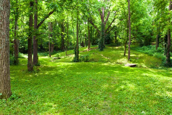 Beautiful green forest at sunny summer day. — Stock Photo, Image