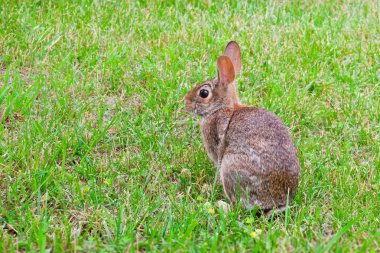 Çimenlikteki tavşan