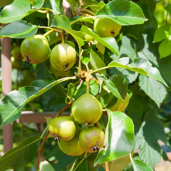 Fresh crop of pears growing on pear tree. — Stock Photo, Image