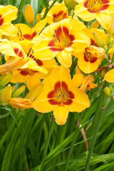 Amarillo - lirio de día rojo en el jardín . —  Fotos de Stock