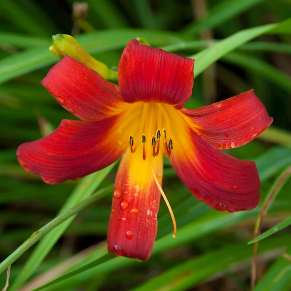 Red day lilly in garden — Stock Photo, Image