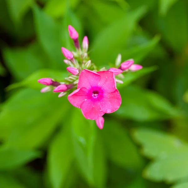 Fleur de phlox rose — Photo
