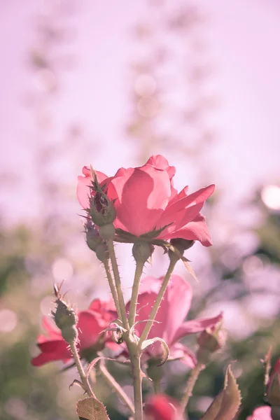 Vacker röd ros blomma i en trädgård i retro filter. — Stockfoto