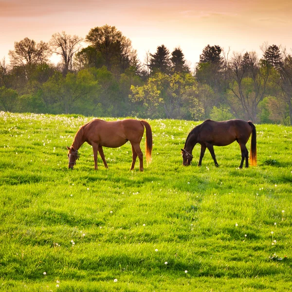 Άλογα σε γεωργικές εκτάσεις — Φωτογραφία Αρχείου