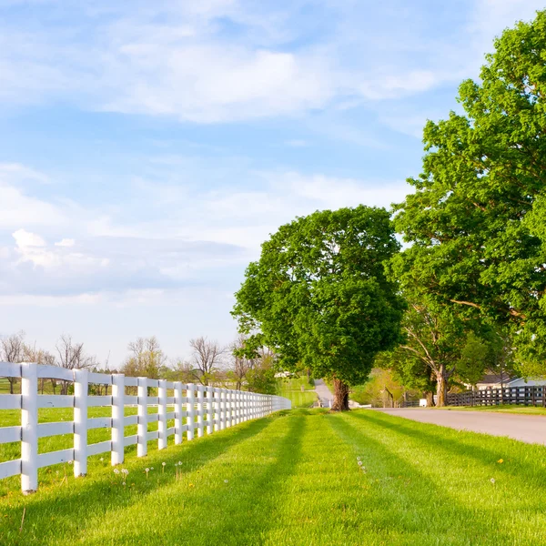 Landweg omgeven het paard boerderijen — Stockfoto