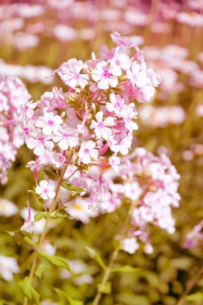 Hermosas flores de flox en un jardín. en estilo retro . — Foto de Stock