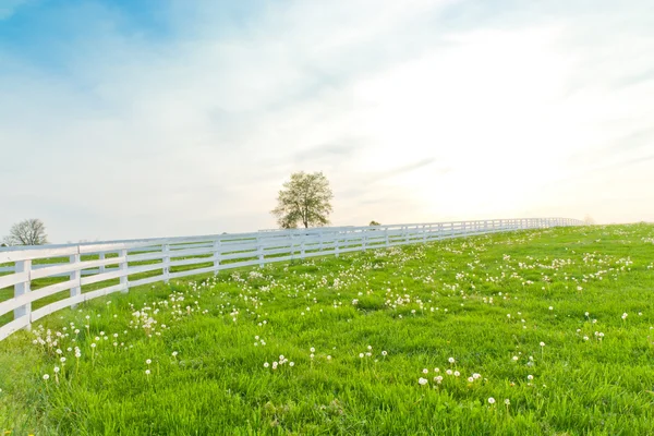 Grüne Weiden von Pferdehöfen. — Stockfoto