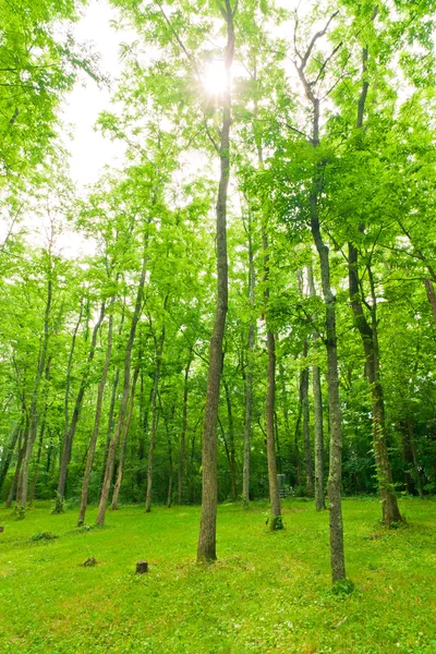 Härlig grön skog på solig sommardag. — Stockfoto