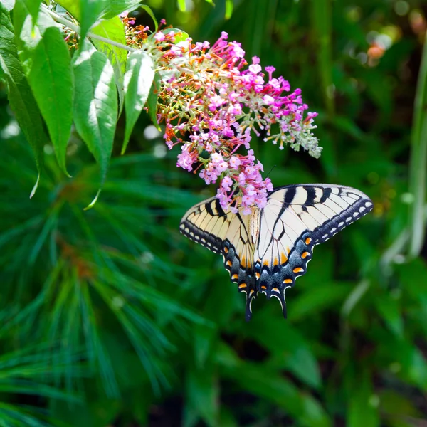 Beautiful Eastern Tiger Swallowtail butterfly (Papilio glaucus) — Stock Photo, Image