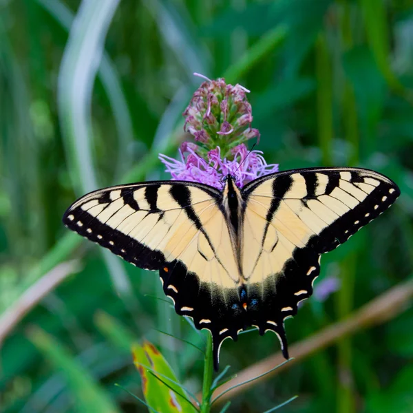 Beautiful Eastern Tiger Swallowtail butterfly (Papilio glaucus) — Stock Photo, Image