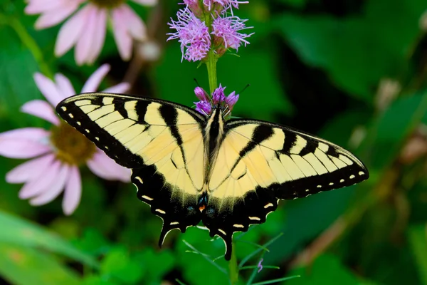 Beautiful Eastern Tiger Swallowtail butterfly (Papilio glaucus) — Stock Photo, Image