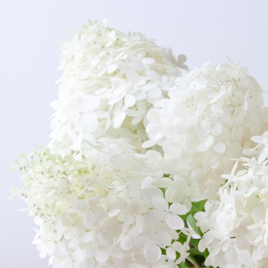 arka plan beyaz ortanca çiçek bulanıklık.