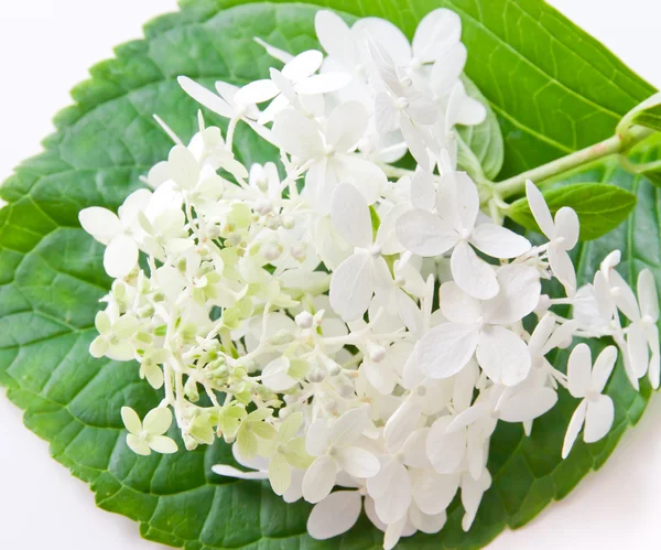 Vit hortensia blomma på gröna blad. — Stockfoto