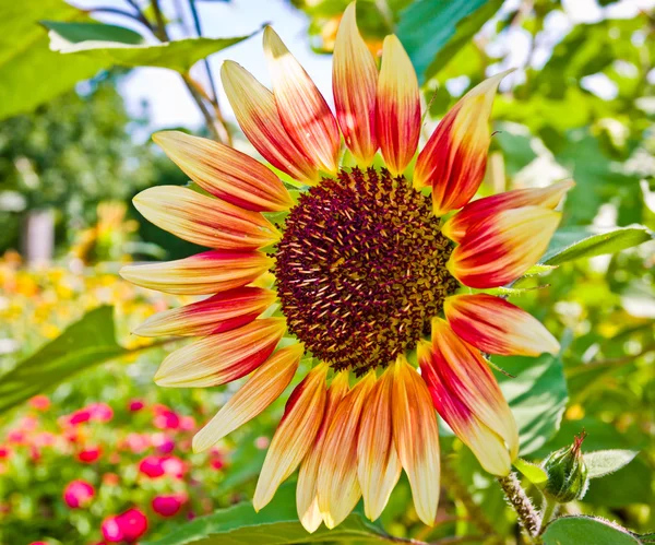 Girasol — Foto de Stock