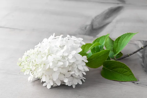 Weiße Hortensienblüte auf Holztisch. — Stockfoto