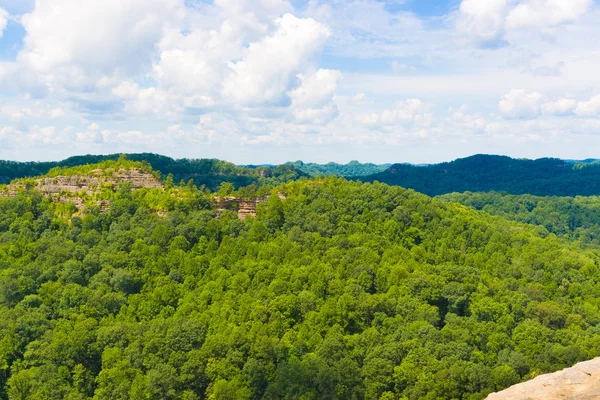 Bergskog. — Stockfoto