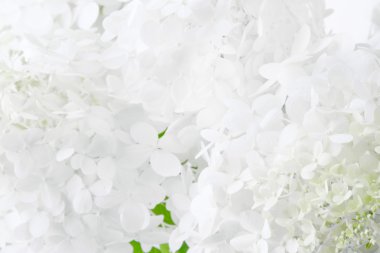 arka plan beyaz ortanca çiçek bulanıklık.