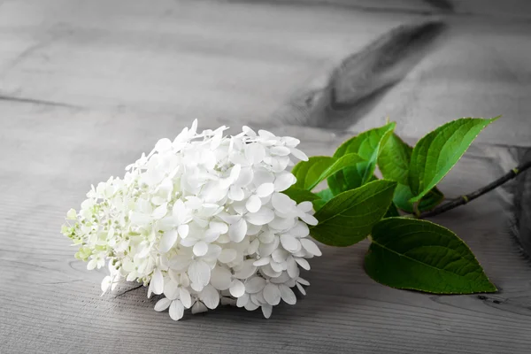 Weiße Hortensienblüte auf Holztisch. — Stockfoto