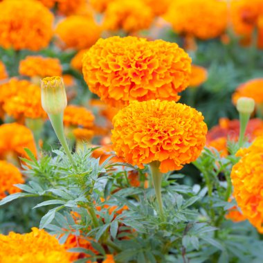 Marigold çiçek