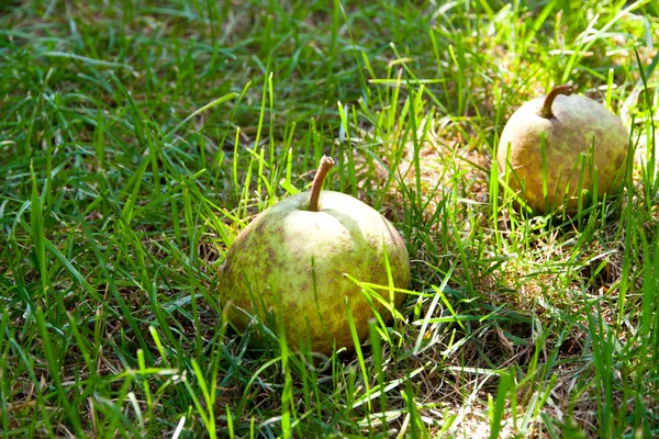 草の間で地面に 2 つの梨 — ストック写真