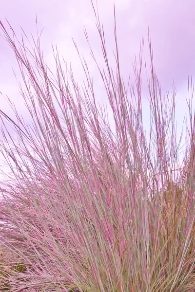 Ornamental purple grass. — Stock Photo, Image